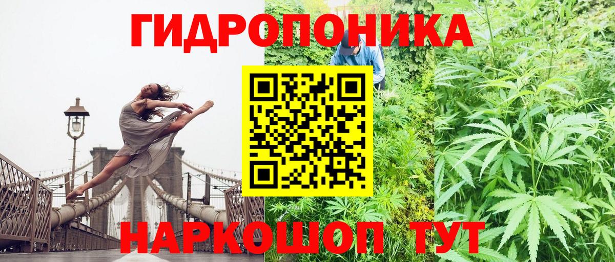 Конопля сатива Шумерля